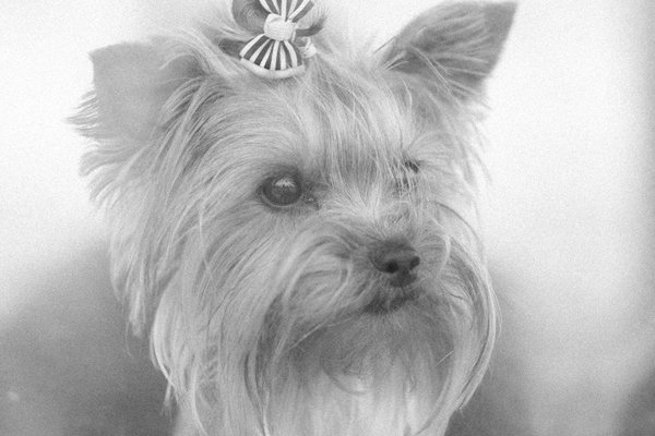 Ces animaux dangereux que l'on soupçonne peu