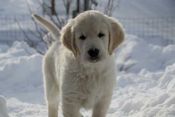 Pourquoi faut-il vermifuger régulièrement son chien