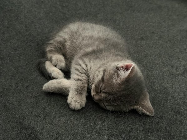 Le vieillissement du chat : comment maintenir sa santé en âge avancé?