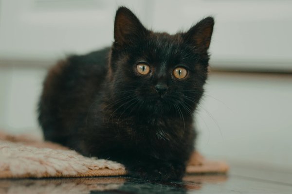 Comment survivre à une attaque d'animal sauvage ?