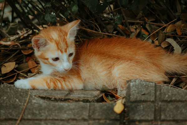 Comment les avancées technologiques changent-elles la manière dont nous surveillons la santé des animaux sauvages ?