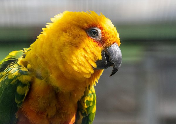 Le guide ultime du toilettage de chats