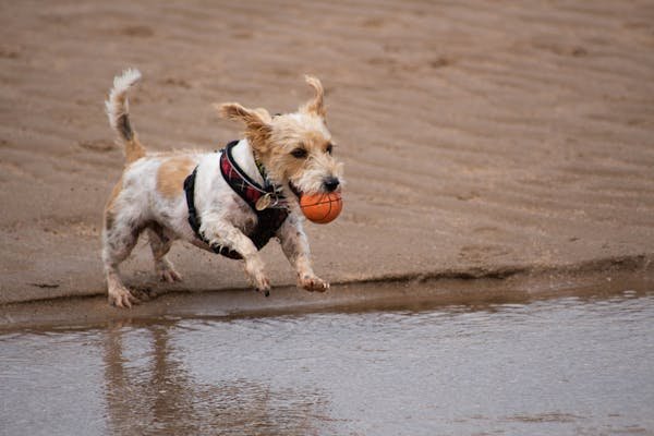 Le basset fauve de Bretagne : un compagnon plein de vie