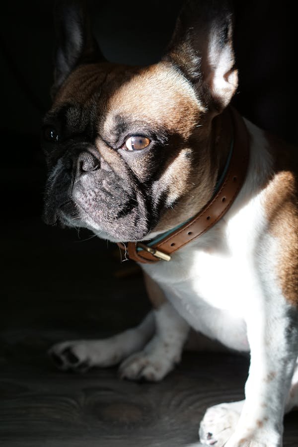 Le guide ultime du collier chien cuir haut de gamme